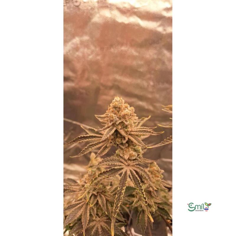 Jelly Drip [LIMITED] — 5