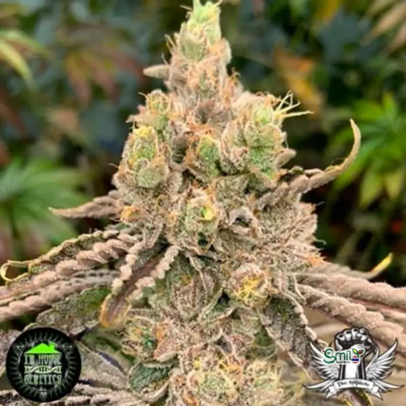 Deluxe Sugar Cane — 3