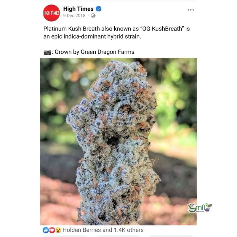 Platinum Kush Breath BX2 — 2