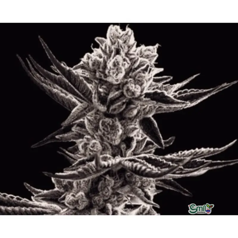 Platinum Kush Breath BX2 — 3