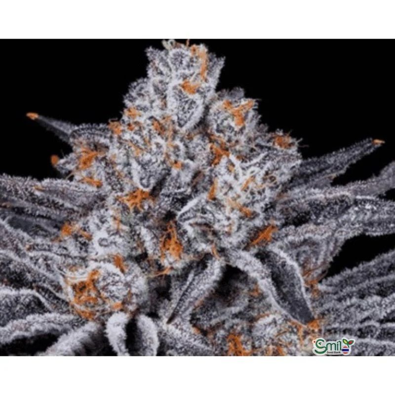 Platinum Kush Breath BX2 — 4