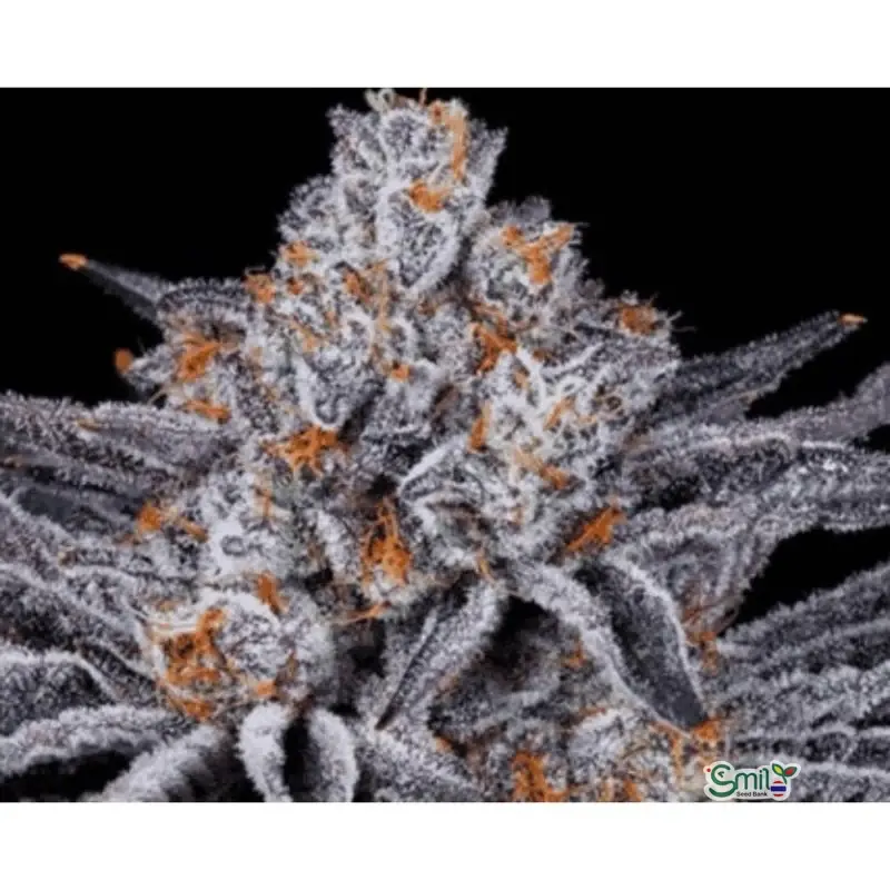 Platinum Kush Breath BX2 — 4
