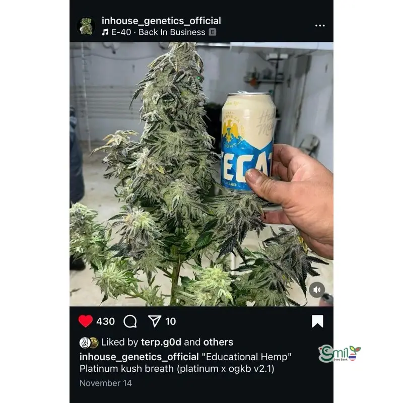 Platinum Kush Breath BX2 — 5