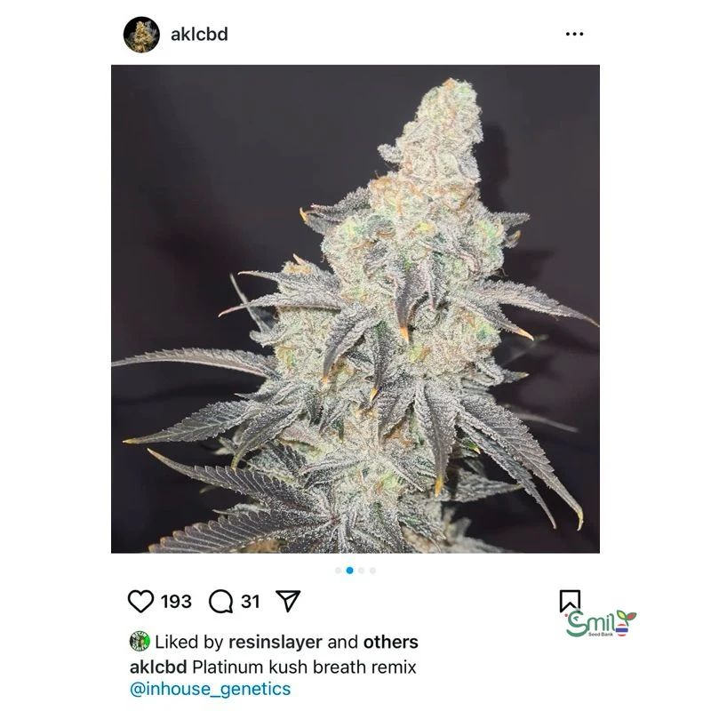 Platinum Kush Breath Remix — 2