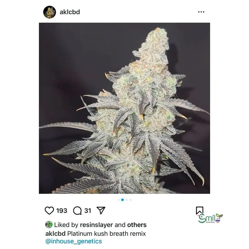 Platinum Kush Breath Remix — 2
