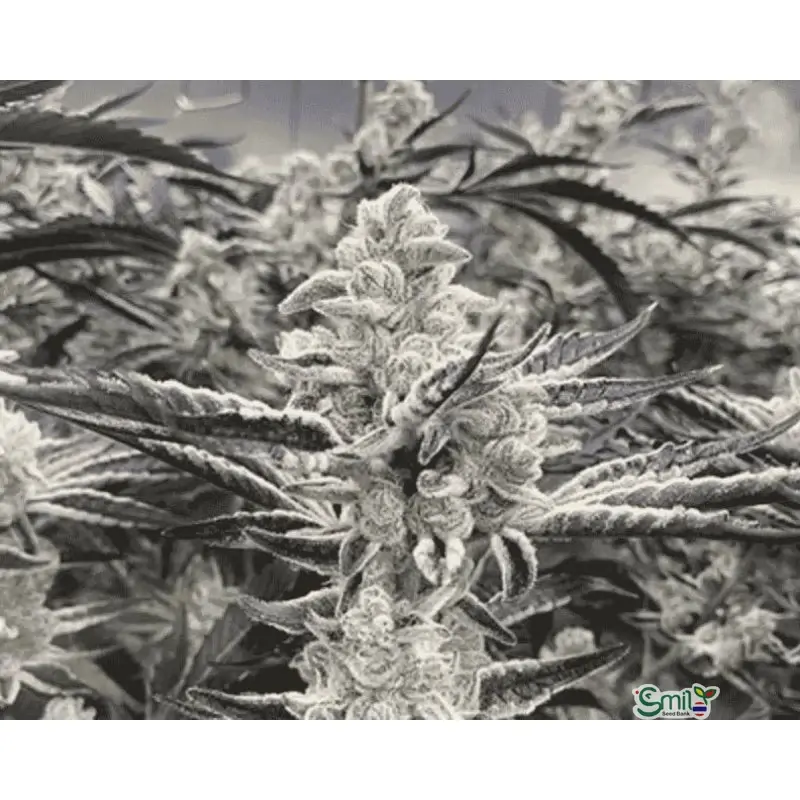Platinum Kush Breath Remix — 3