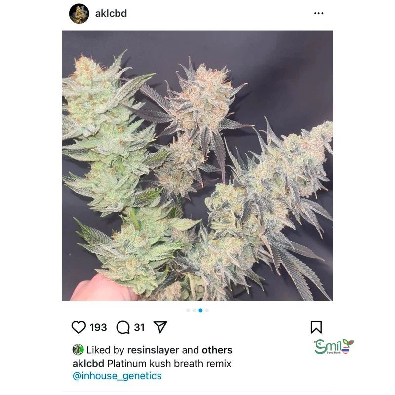 Platinum Kush Breath Remix — 4