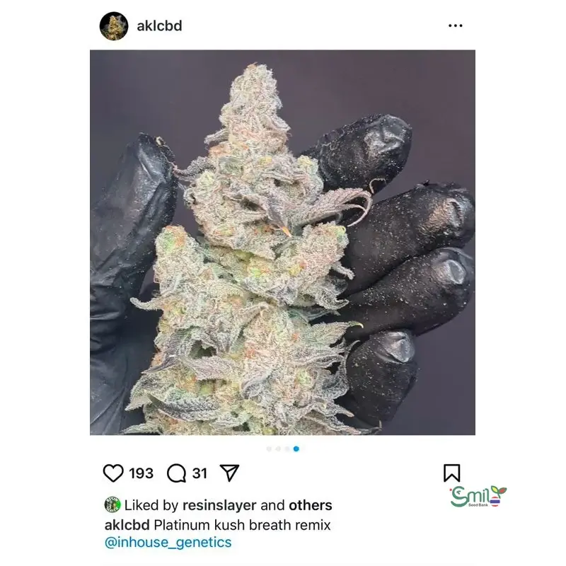 Platinum Kush Breath Remix — 5