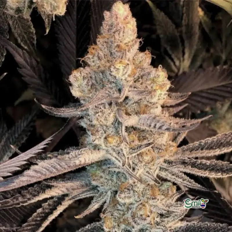 Dolato S1 — 2