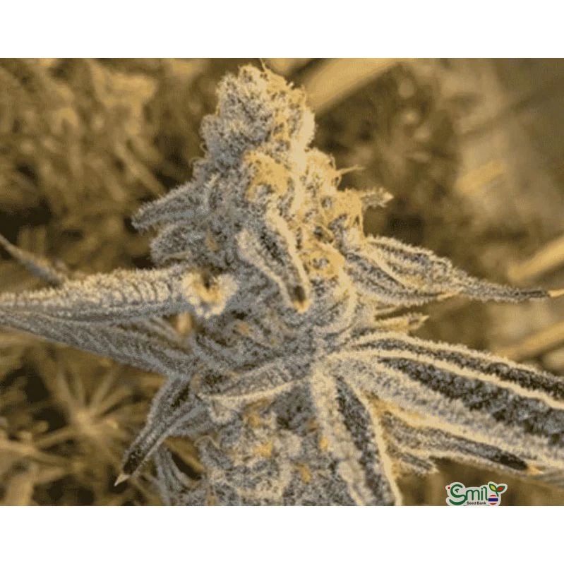 Platinum Jelly — 2