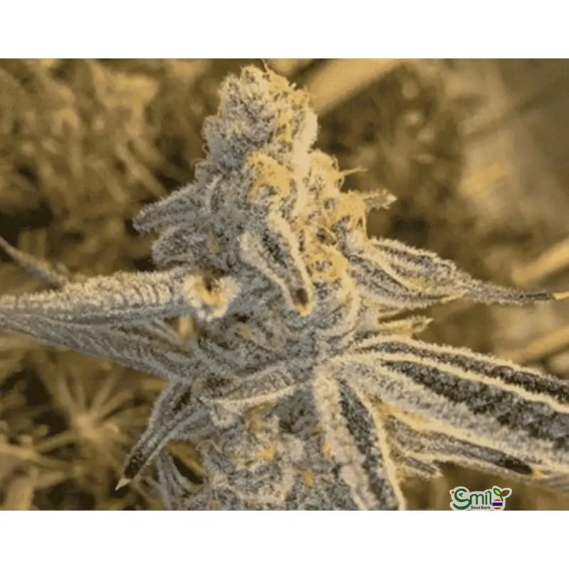 Platinum Jelly — 2