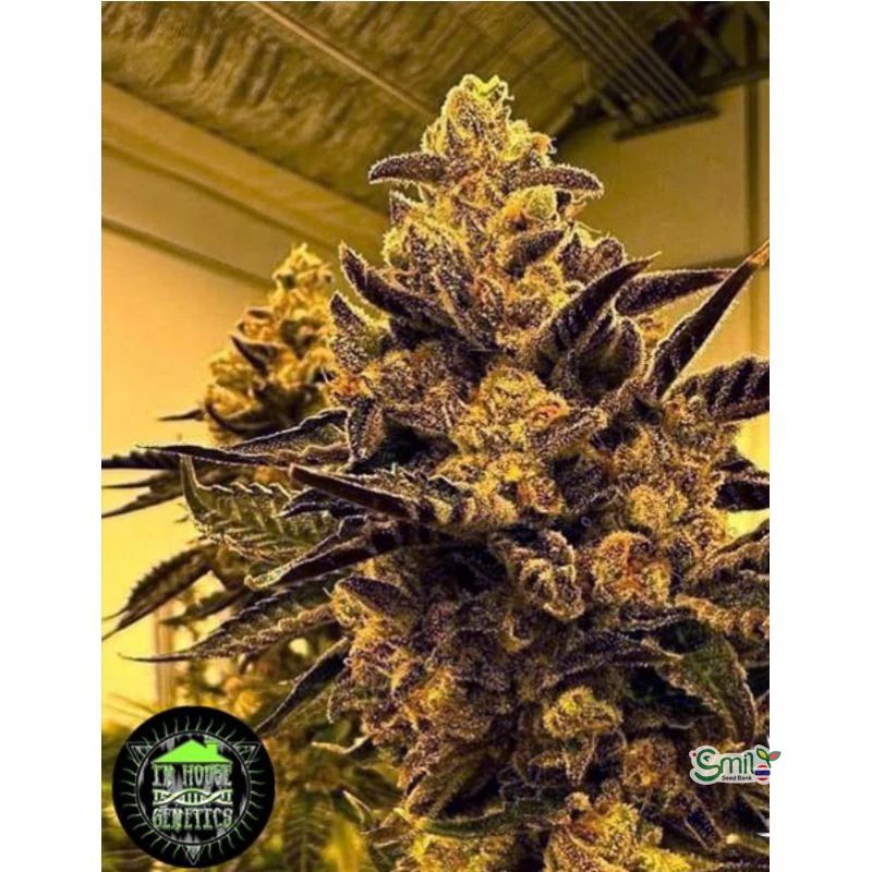 Magenta OG — 2