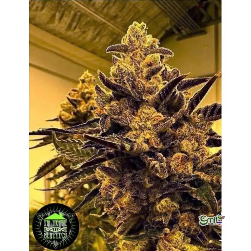 Magenta OG — 2