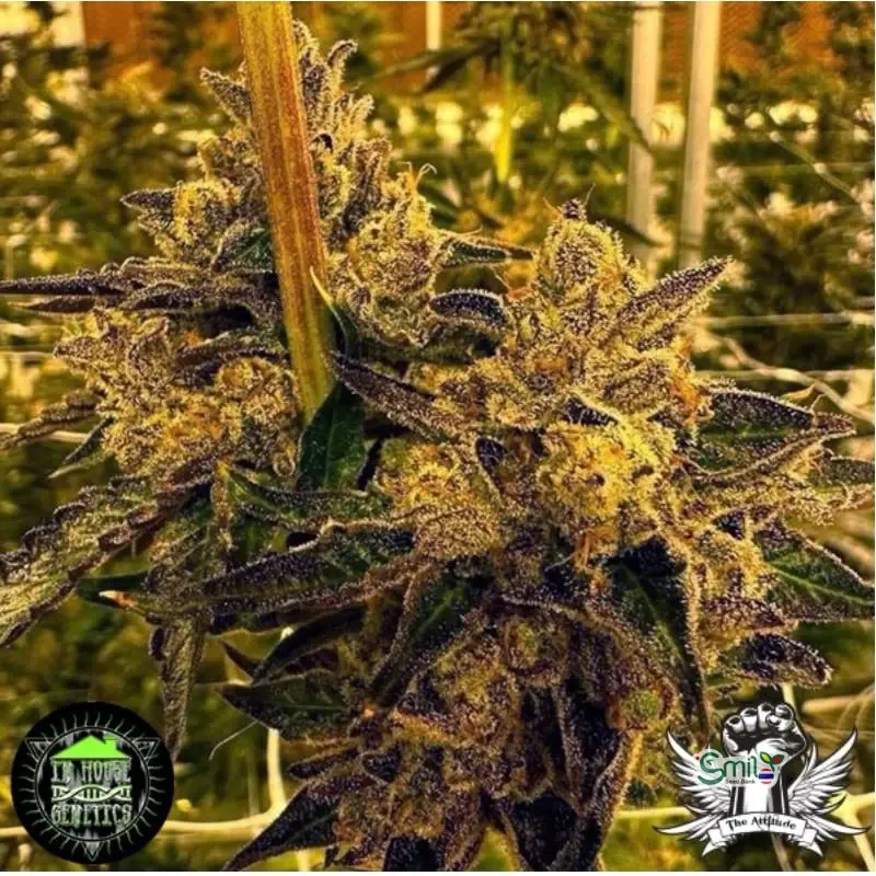 Magenta OG — 3