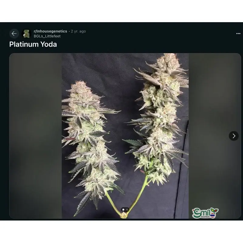 Platinum Yoda — 3