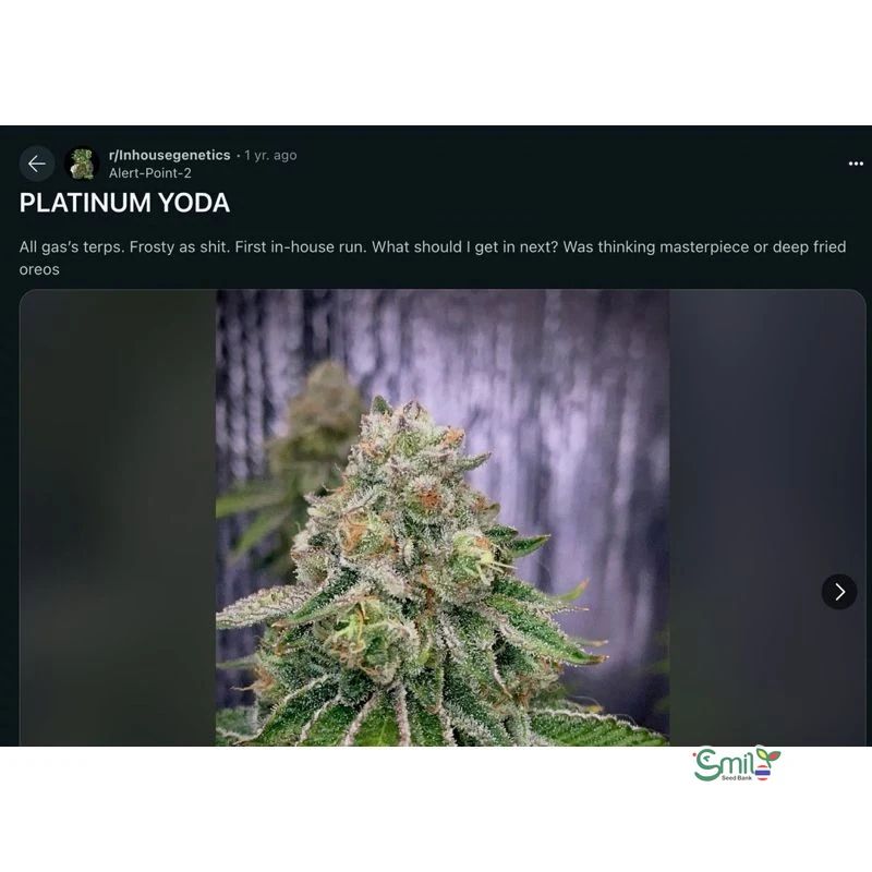 Platinum Yoda — 4