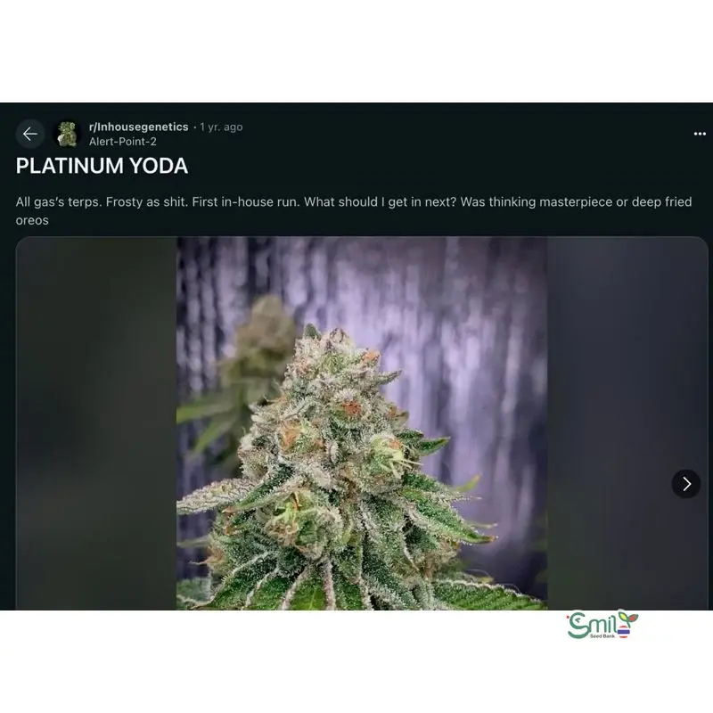 Platinum Yoda — 4