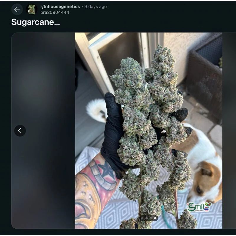Sugar Cane — 4
