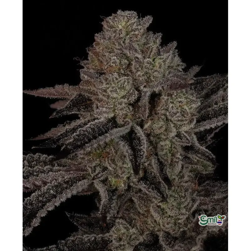 Alpine Guava — 5