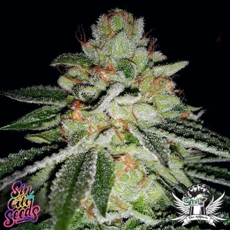 Blueberry Squirt — 4