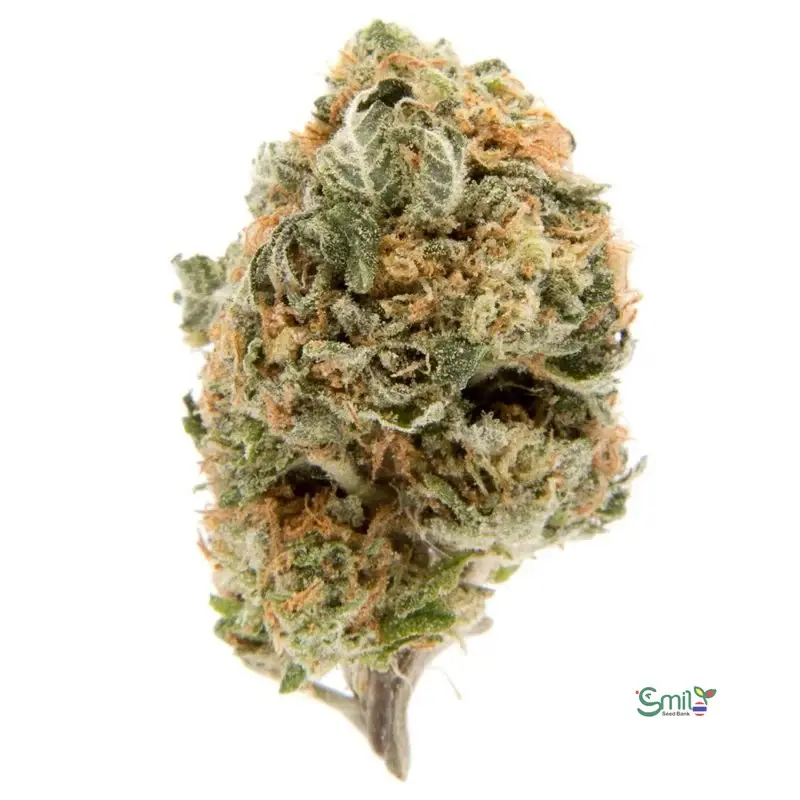 Blueberry Squirt — 5