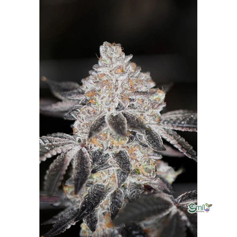 SinMint Cookies S1 — 4