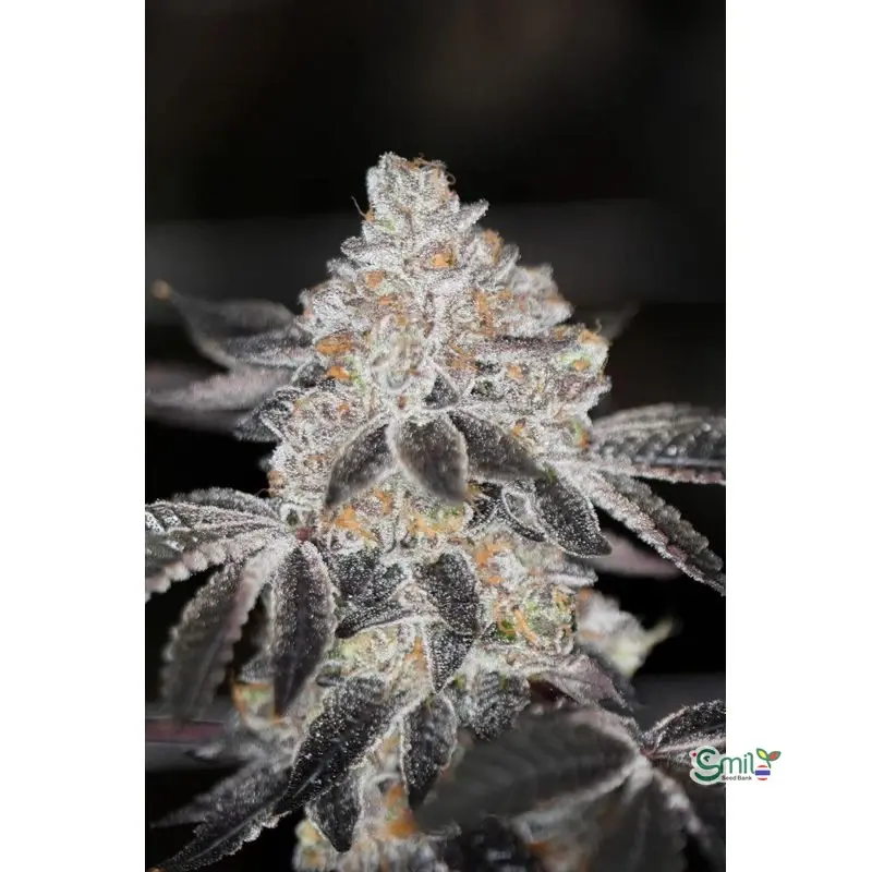 SinMint Cookies S1 — 4