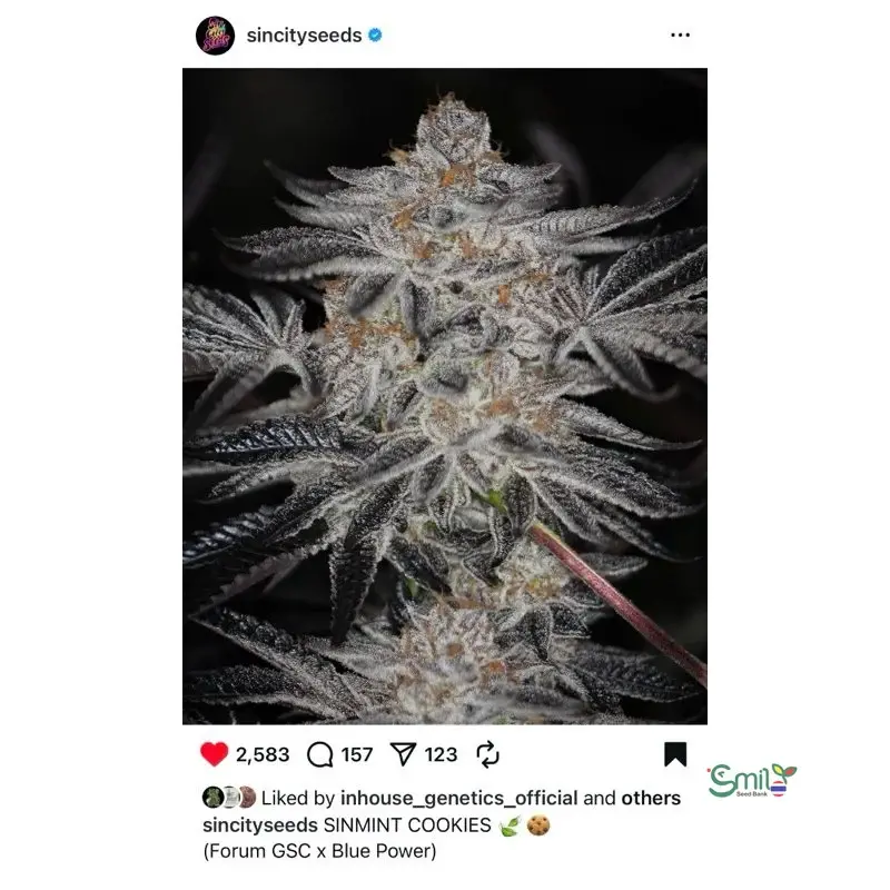 SinMint Cookies S1 — 5