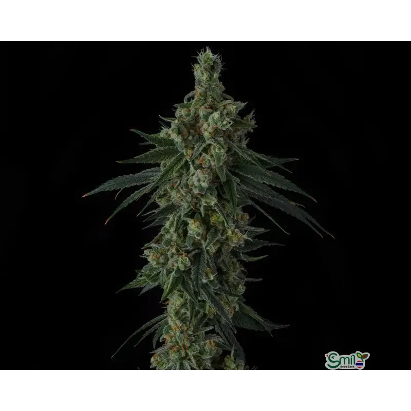 Frozen Papaya — 3