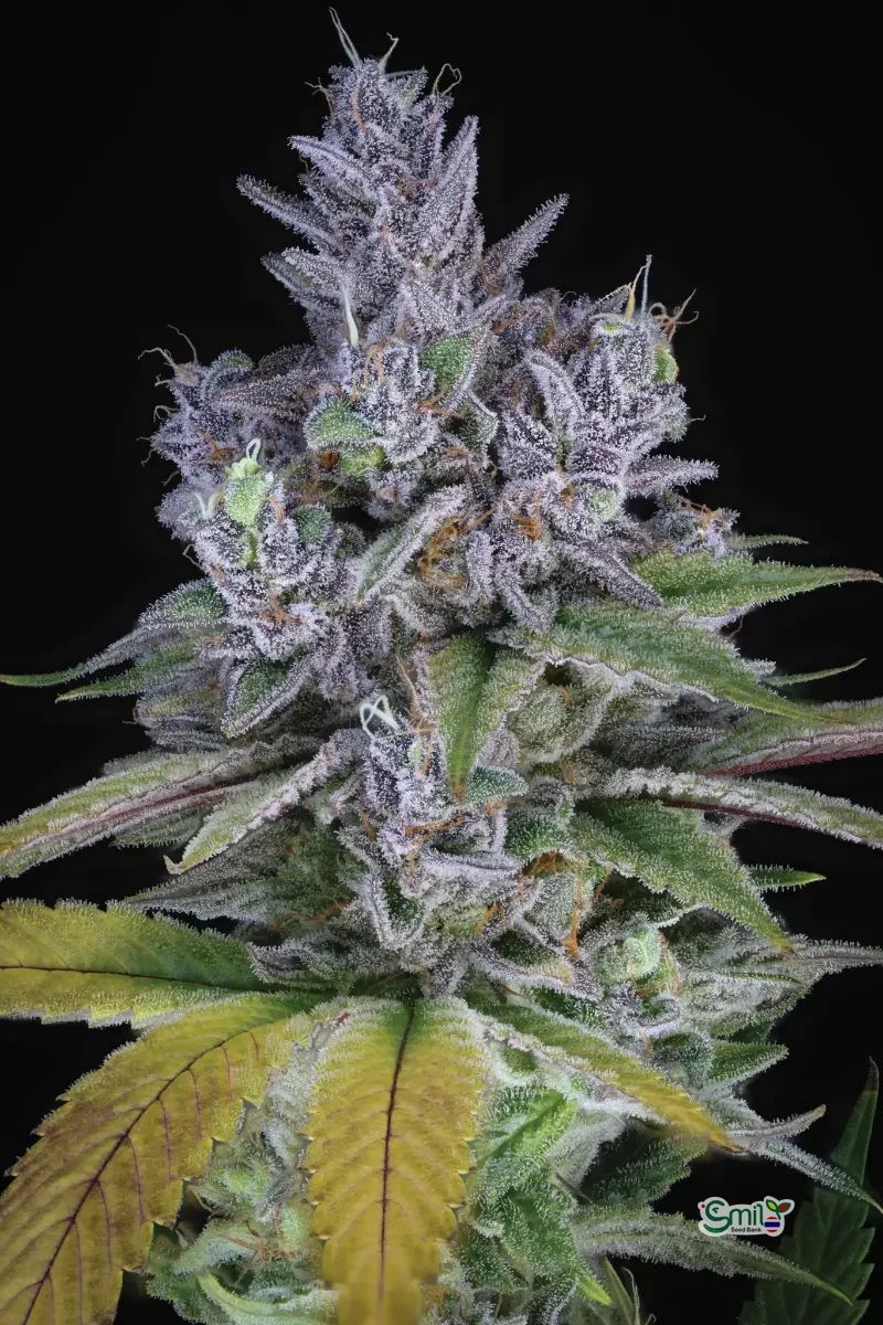 Blue Power