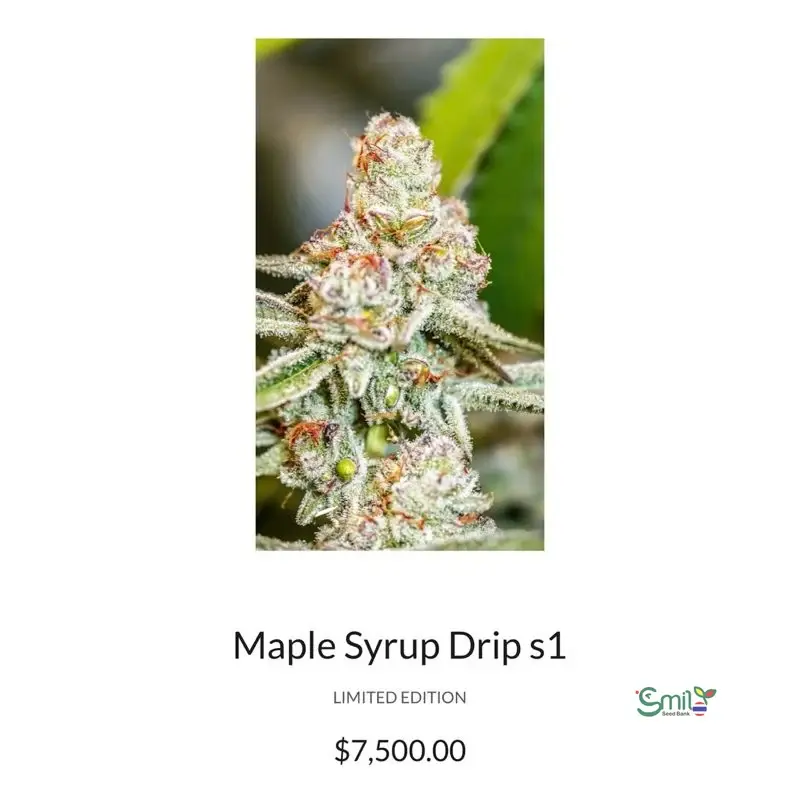 Maple Syrup Drip — 2