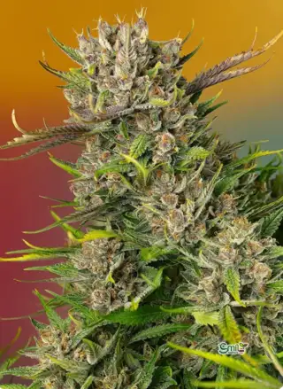 Papaya Zoap Auto®