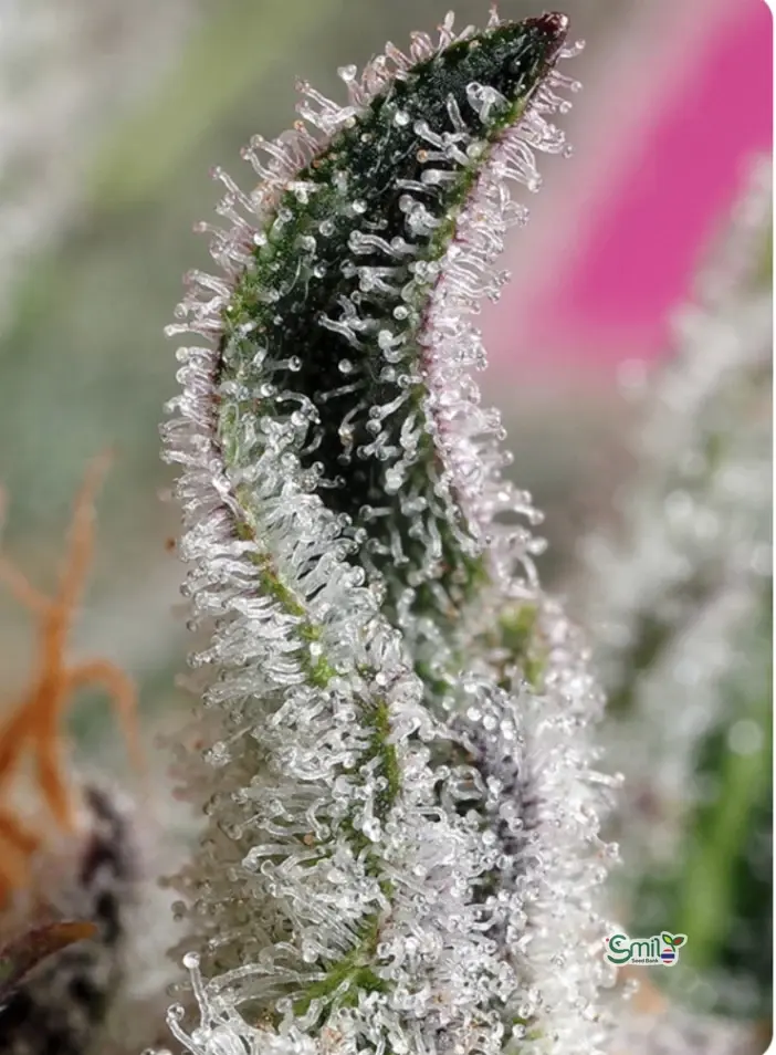 Papaya Zoap Auto® — 3