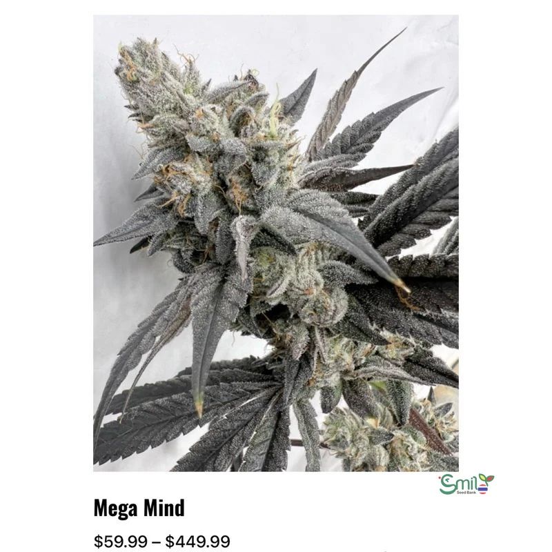 Mega Mind — 2