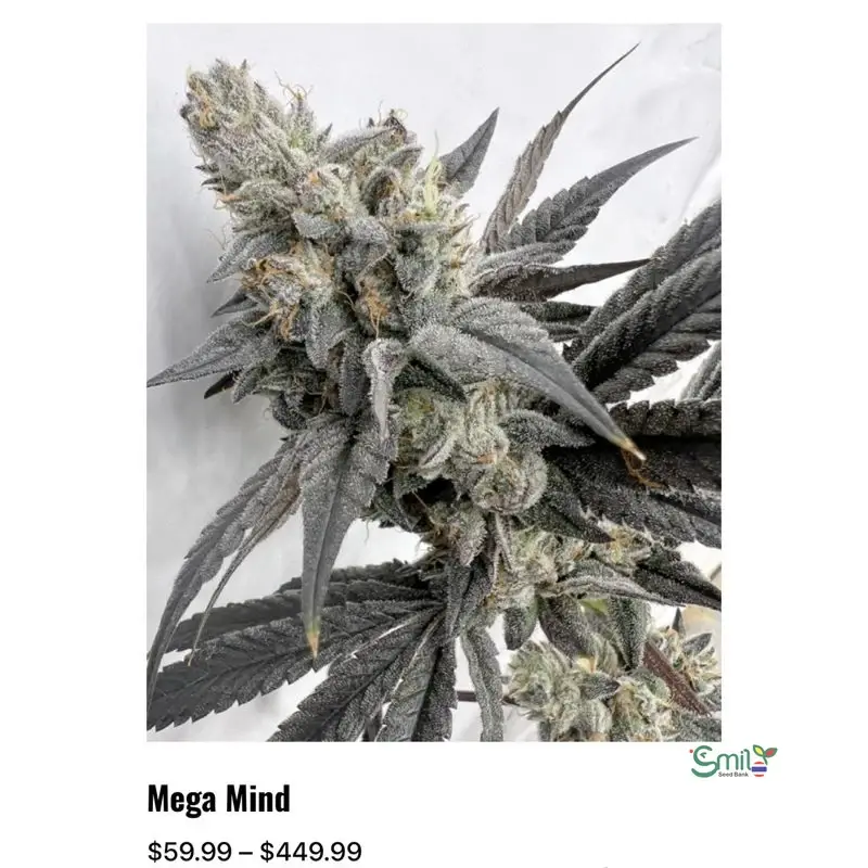 Mega Mind — 2