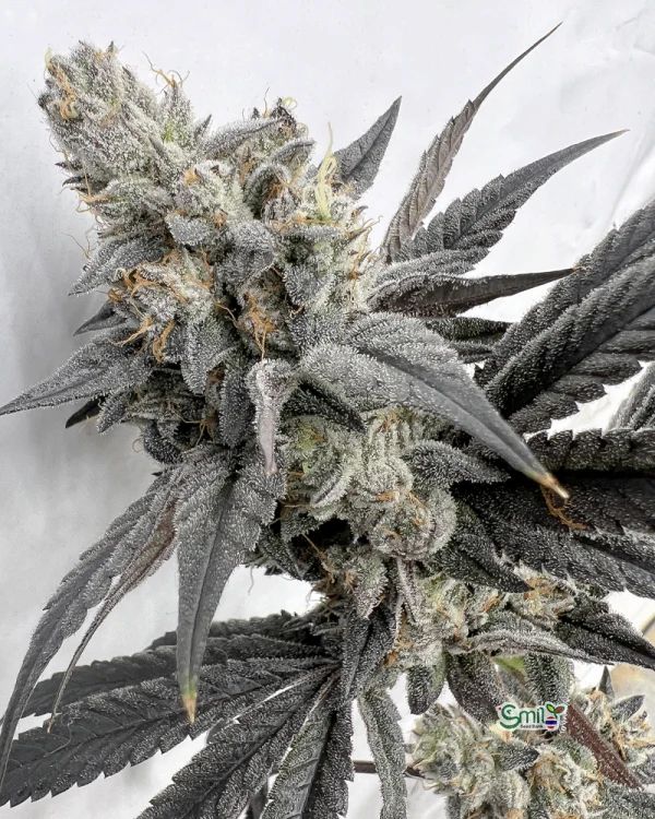 Mega Mind — 3