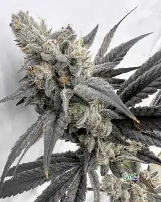 Mega Mind