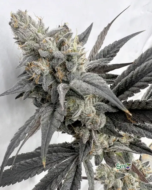 Mega Mind — 3