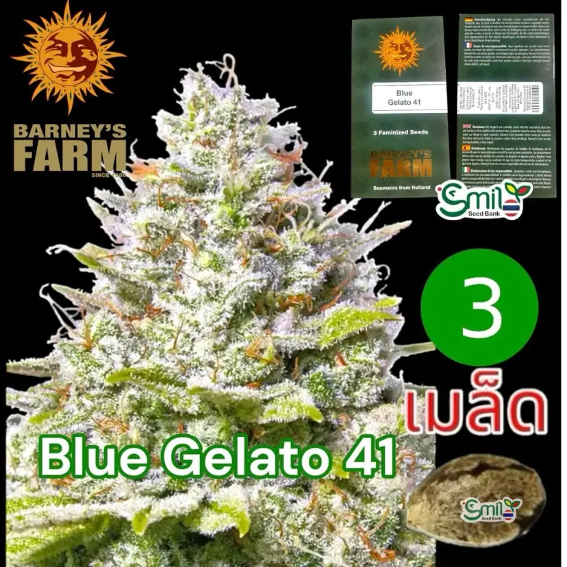 Blue Gelato 41 — 1
