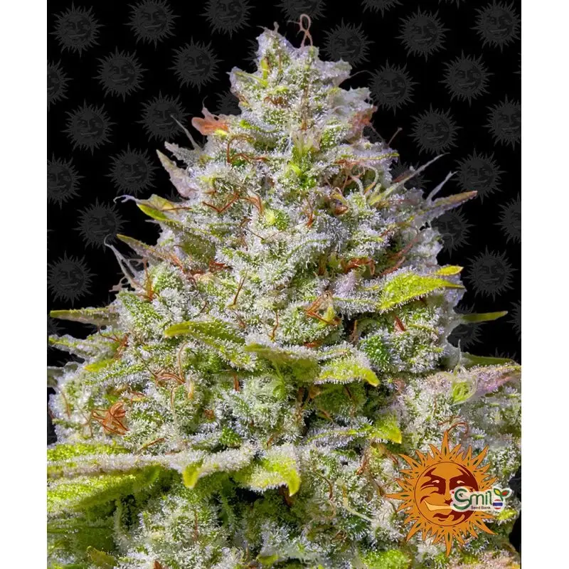 Blue Gelato 41 — 2