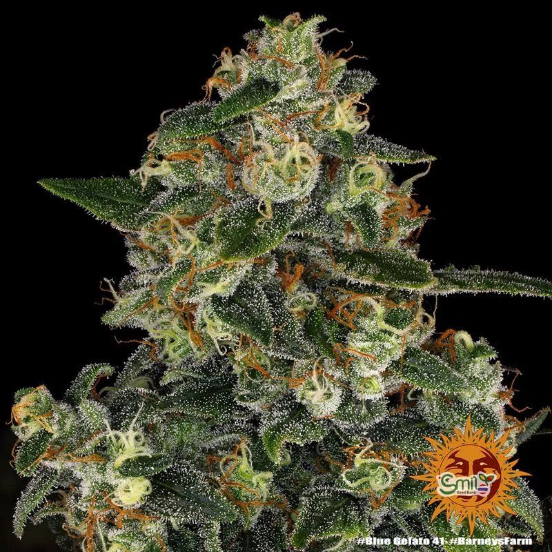 Blue Gelato 41 — 3