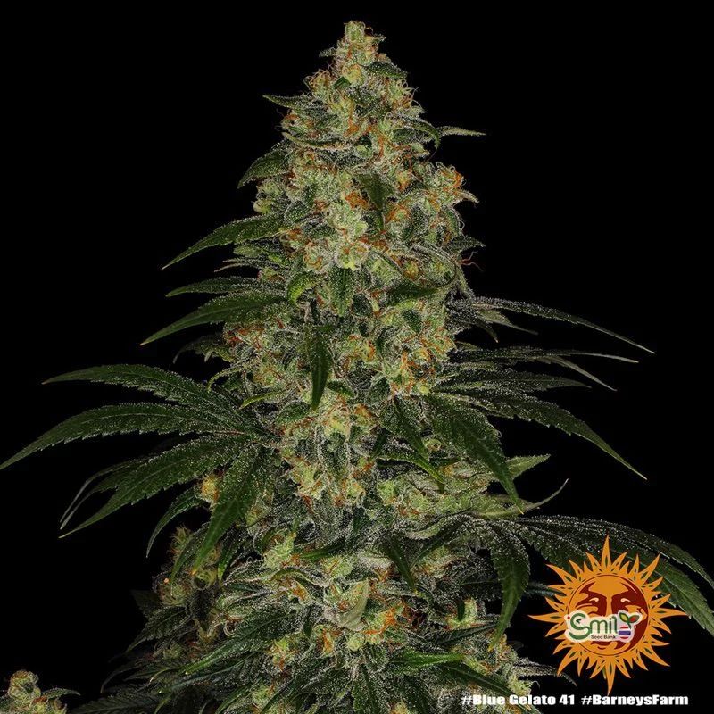 Blue Gelato 41 — 4