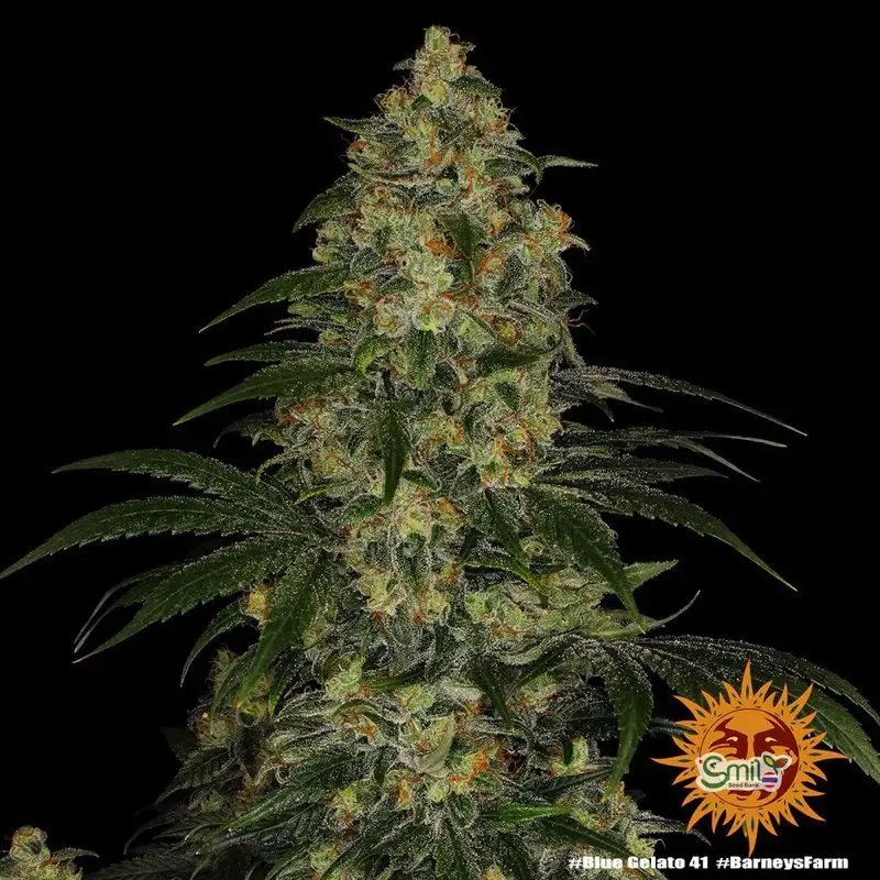 Blue Gelato 41 — 4