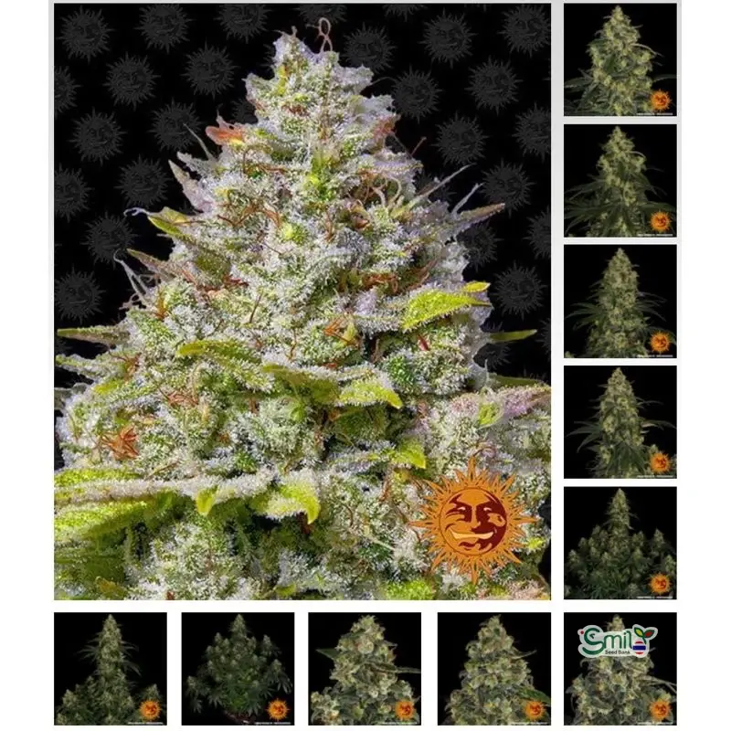 Blue Gelato 41 — 5