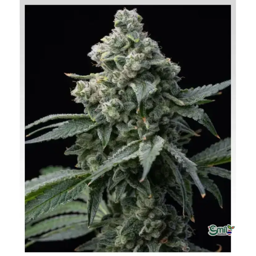 Bruce Banner — 2