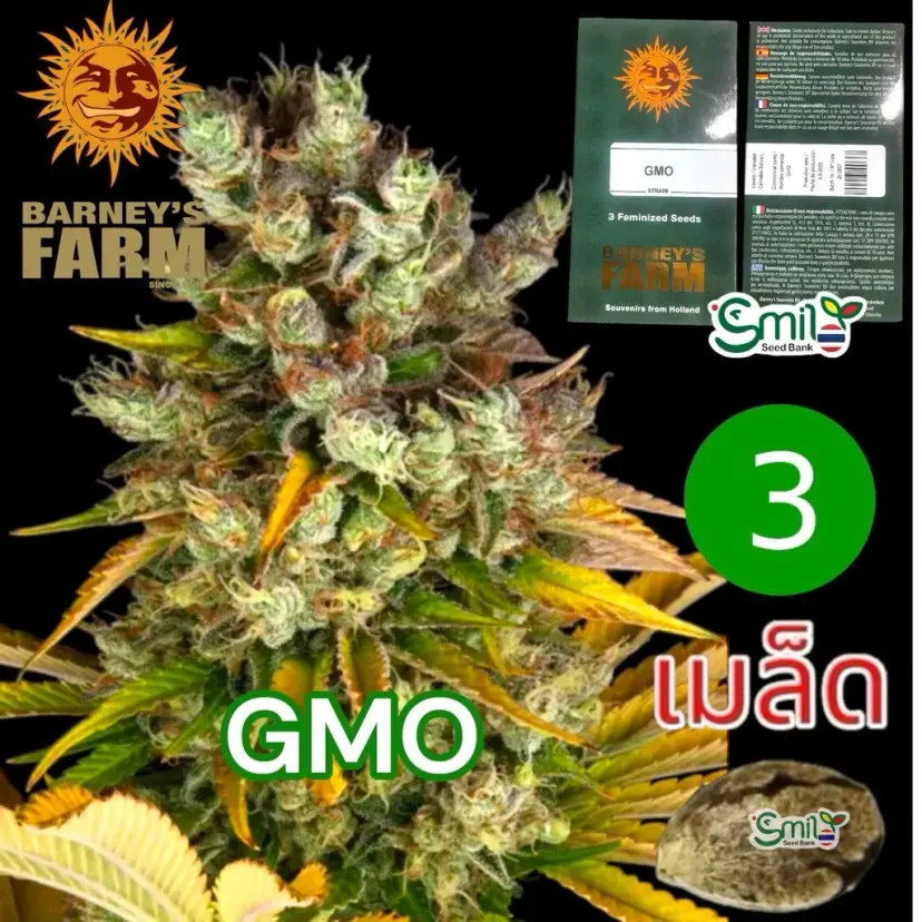 GMO (Garlic Cookies) — 1
