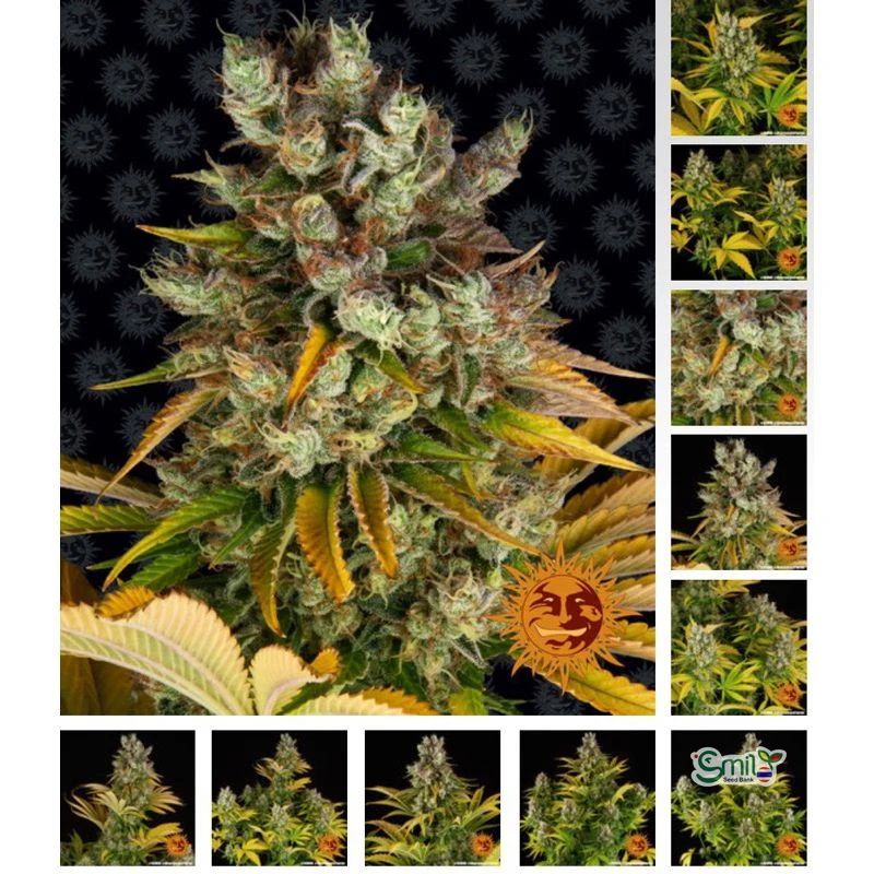 GMO (Garlic Cookies) — 2
