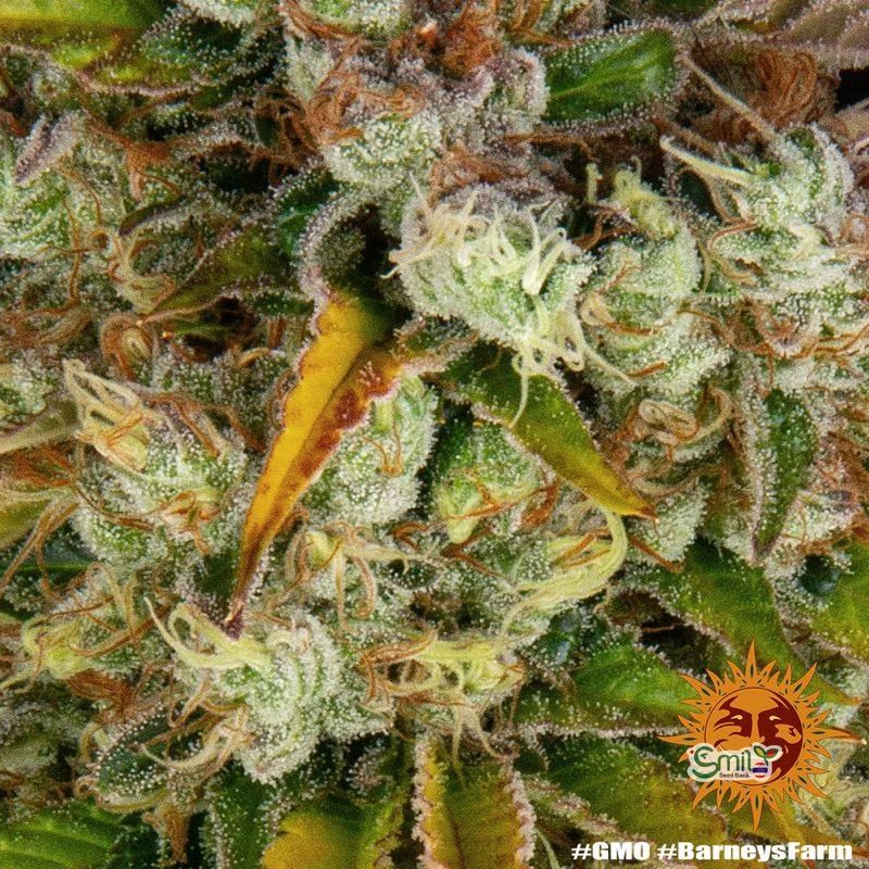 GMO (Garlic Cookies) — 3