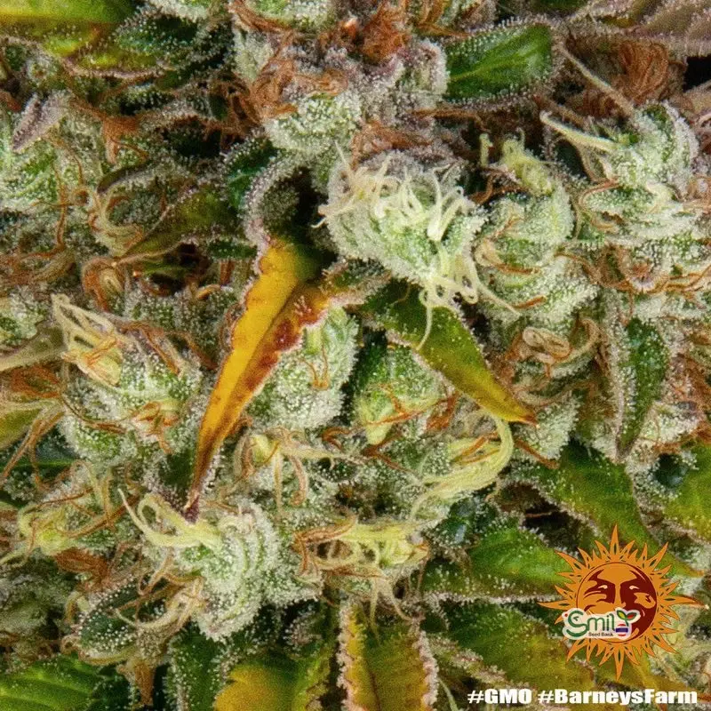 GMO (Garlic Cookies) — 3