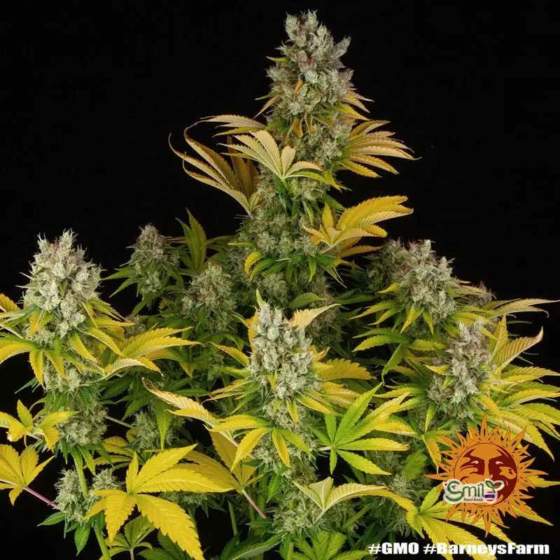 GMO (Garlic Cookies) — 4